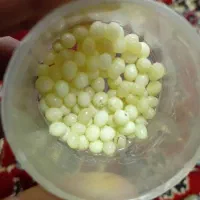 حلزون رایگان