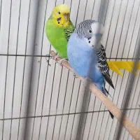 فروش یه جفت مرغ عشق با جوجه
