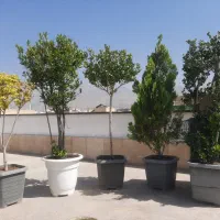 یاس هلندی پیوندی