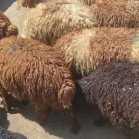 گوسفند