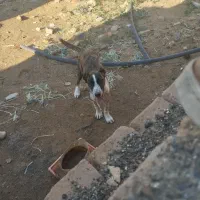 توله سگ خراسان