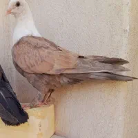 جوجه کلاغ هفترنگ مقبول