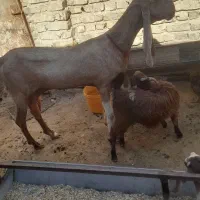 بز پاکستانی گلابی اصل گوشبلند