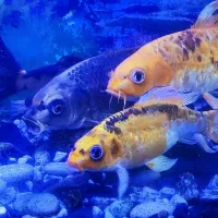 ماهی کوی باله بلند خانگی