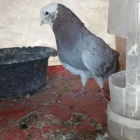 کفتر