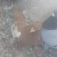 رنگ المانی