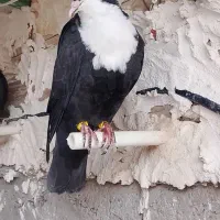 کبوتر جفت جوجه پلنگ سیاه