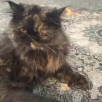 گربه ماده .پرشین سوپر فلت