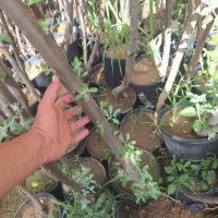 سنجد حاج حسینی بزرگ دسته شنکشی و دسته بیلی