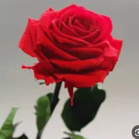 ادمین اینستاگرام رایگان