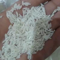 برنج هاشمی گیلان  امساله