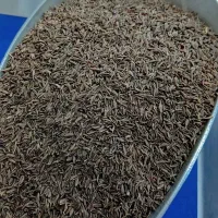 فروش زیره سیاه درجه یک فوری