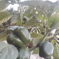 فلفل|خوردنی و آشامیدنی|ساری, |دیوار