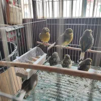 قناری گلاستر نر ماده  اورجینال