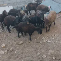 میش افشاری با بره