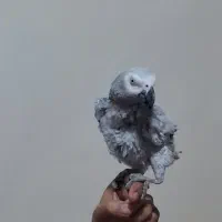 کاسکو نر نطفه دار