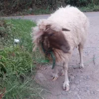 گوسفند ماده