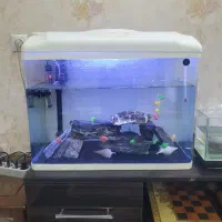 اکواریوم شرکتی ۶۰×۵۰