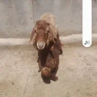 میش بره بره نرینه جفت سالم