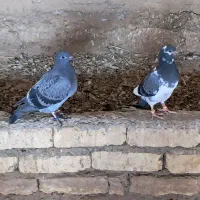 پلاکی