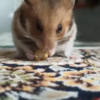 همستر گلد|موش و خرگوش|مرند, |دیوار