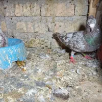 کبوتر جفتی پلاکی و شهری