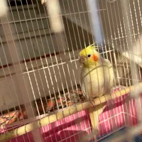 عروس هلندی نر