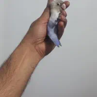 طوطی برزیلی ابی