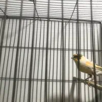 قناری مست بخوان