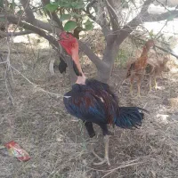 تعدادی جوجه ماداگاسکار برای فروش