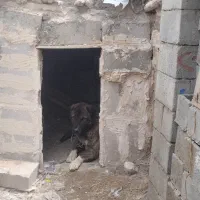 سگ گله|سگ|چالدران, |دیوار