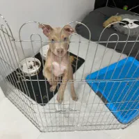 پیت بول اصیل
