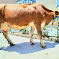 گاو طلای سرخ