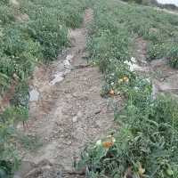 گوجه|خوردنی و آشامیدنی|سلماس, |دیوار
