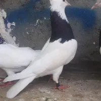طوقی