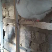 ۴عدد کبوتر ۶۵۰