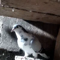 کبوتر ساده اطراف گرگان