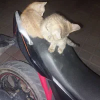 واگذاری چنتاگربه