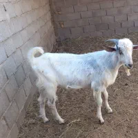 بره قوچی همو،  و بزغاله نر سانن