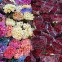 گل رز هلندی داودی گلایل