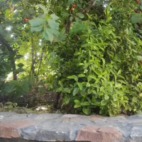 جویای سرایداری هستم سرایدارم کاربرای خودم میخوام