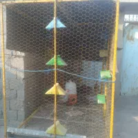 قفس|لوازم جانبی حیوانات|بندر گناوه, |دیوار
