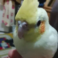 عروس هلندی گم شده
