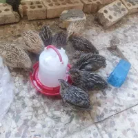 بلدرچین