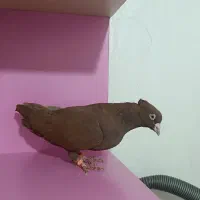 کبوتر سرخ خال سیاه