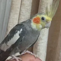 گمشده