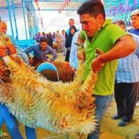 *فقط تا 4روز دیگر **گوسفند خُوشپز کیلو 400*خونی