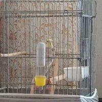 عروس هلندی.