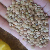 کاه خرمنکوب عدس محلی جو در ملکشاهی