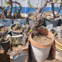 انواع نهال میوه وگل های باغچه ای